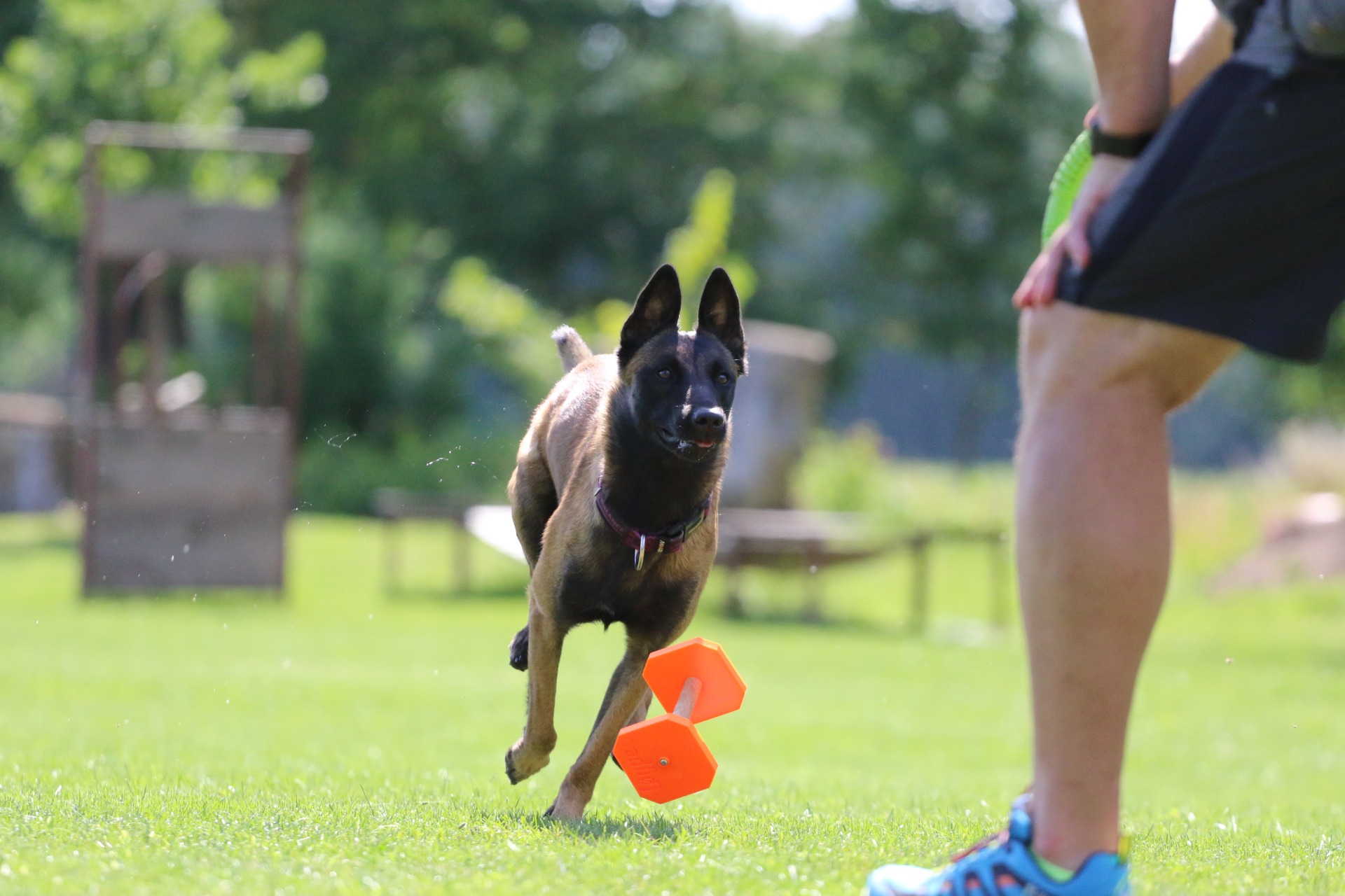 Obedience soustředění s Kristýnou Másilkovou od Loype