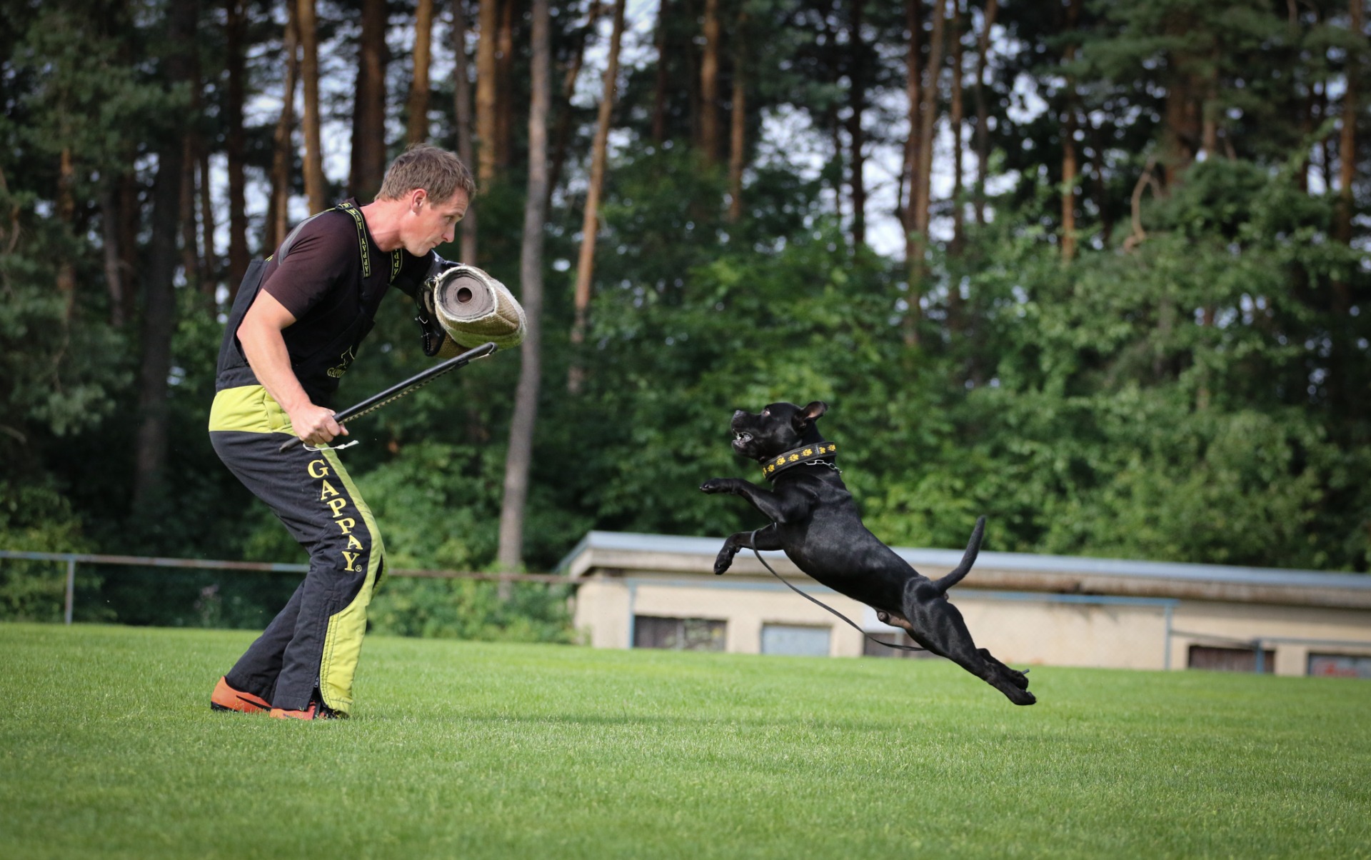 Výcvikový kemp pro stafordšírského bulteriéra 2020