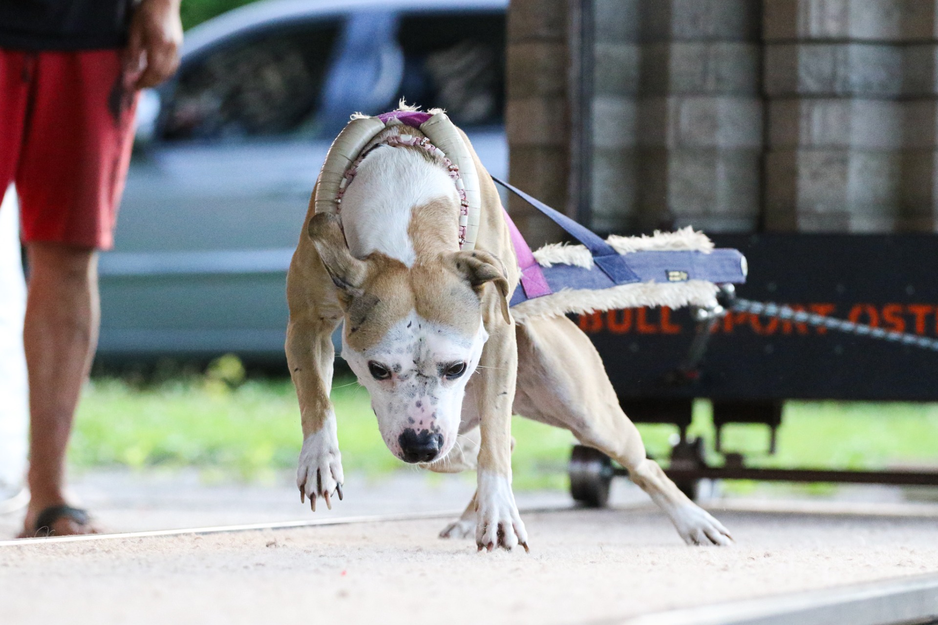 Závody Ostravský bulldozer 2021
