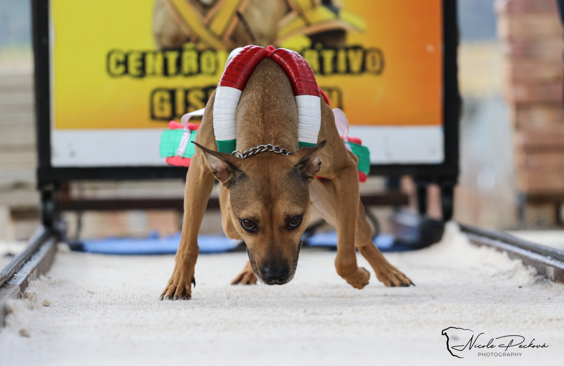 European Pulling Federation Španělsko 2022