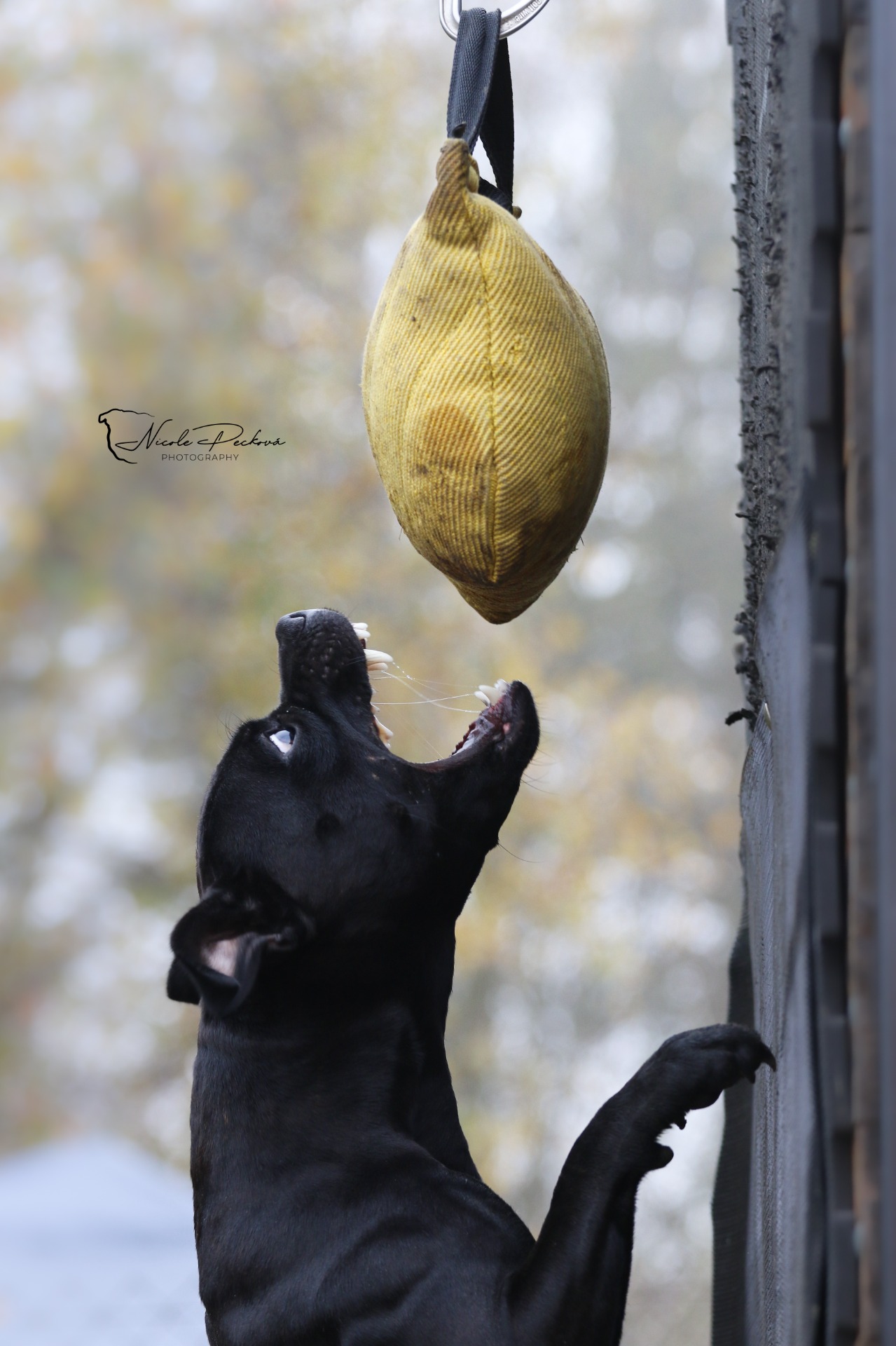 Bull Sport Zone - Skokanský trojboj 2022