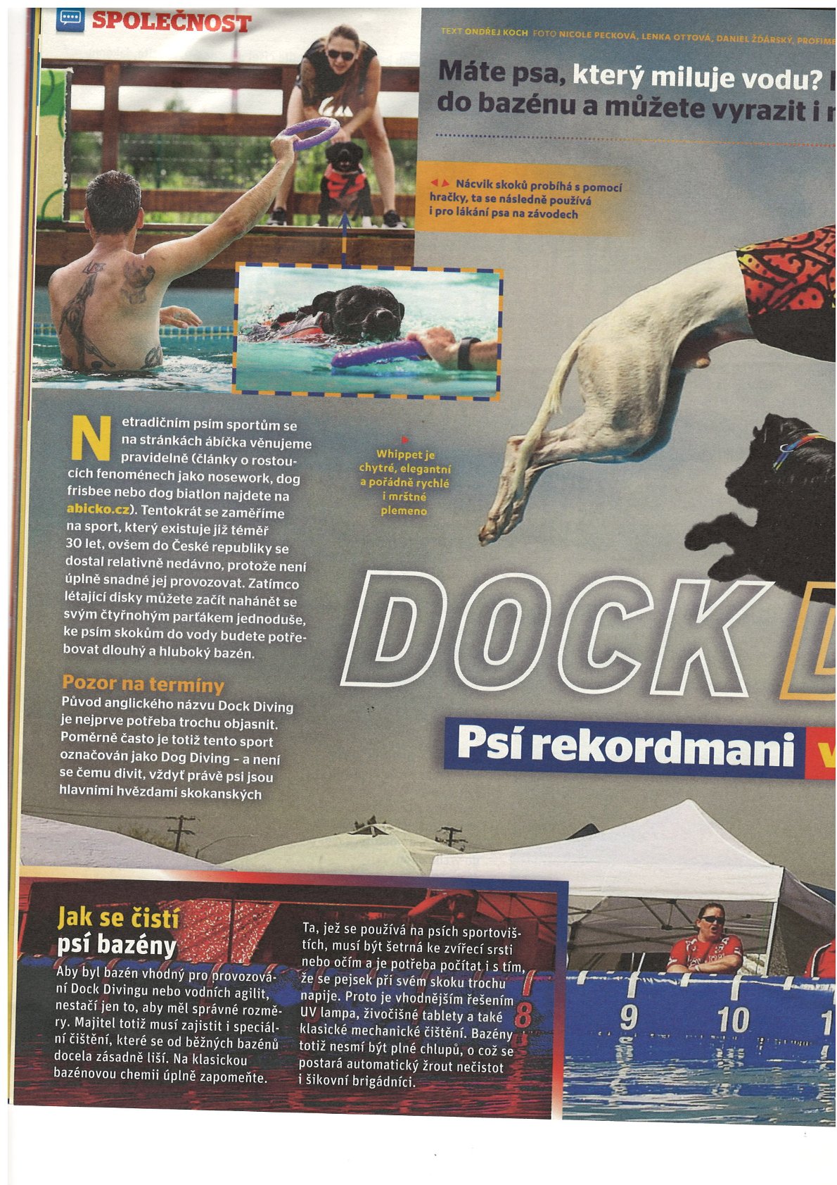 Časopis ABC 4/ 13.února 2024 ( horní dvě fotografie psa stafordšírského bulteriéra Koroušek maj. Barbora Bendová )