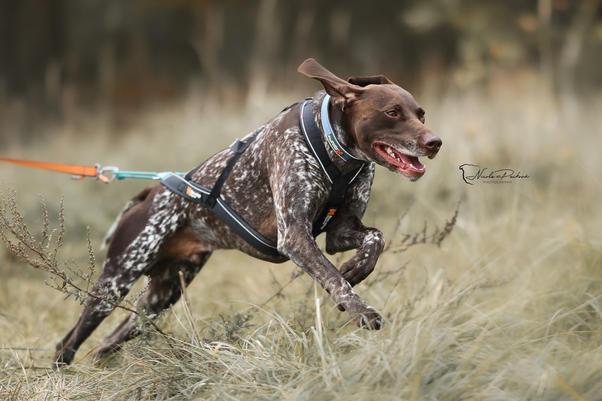 MČR a Šampionát plemen v mushingových disciplínách 26.10.2024