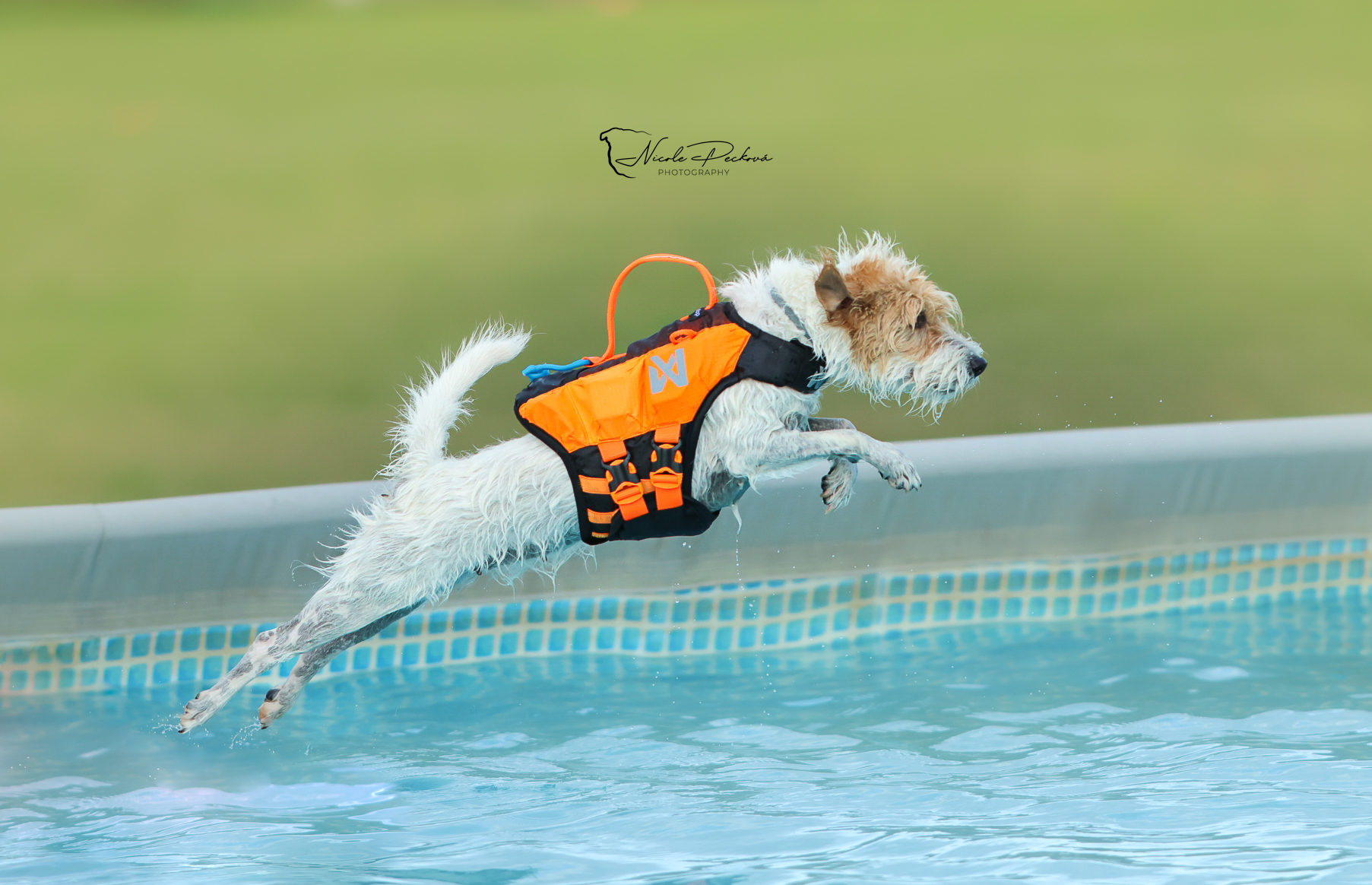 Canislab Academy, plavání v bazénu