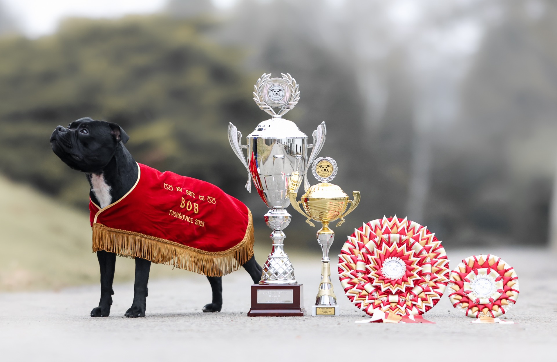 Klubová výstava SBTCZ Tvoršovice 2025