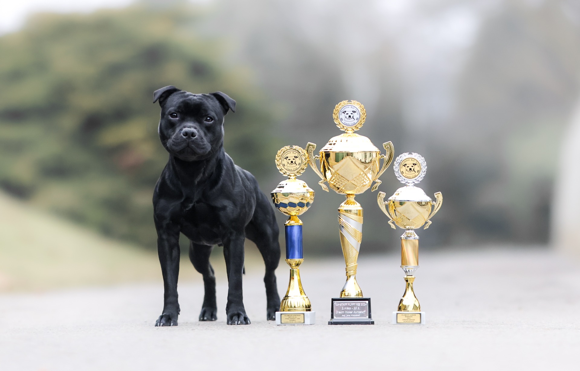 Klubová výstava SBTCZ Tvoršovice 2025