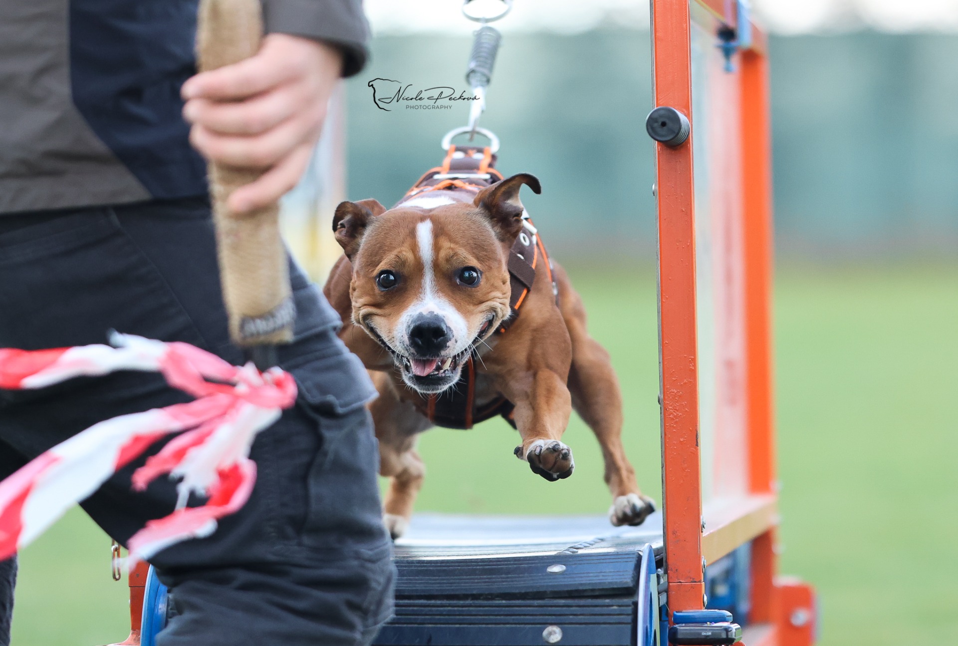 Bull Chariťák - Meda Barf Treadmill I