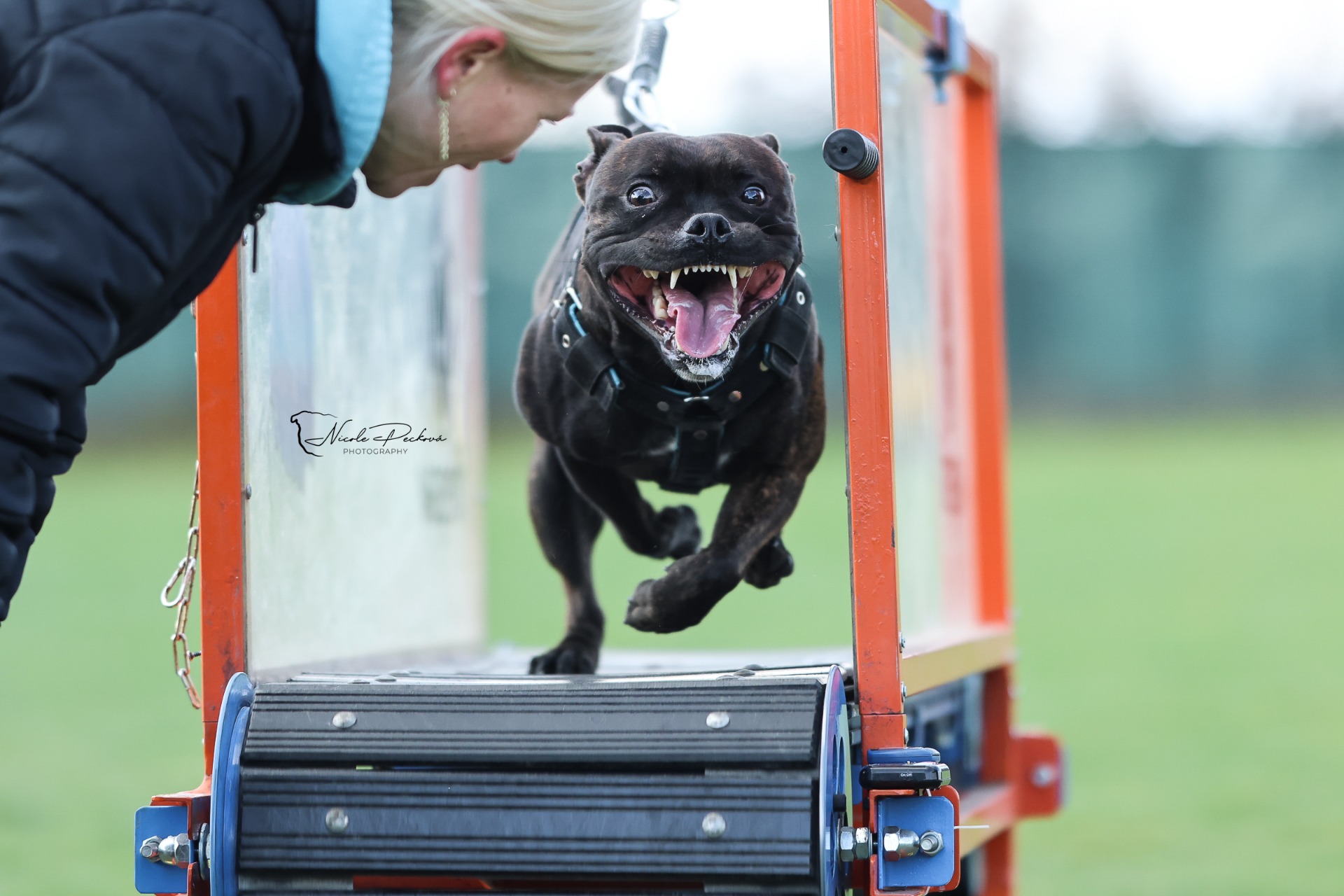Bull Chariťák - Meda Barf Treadmill I