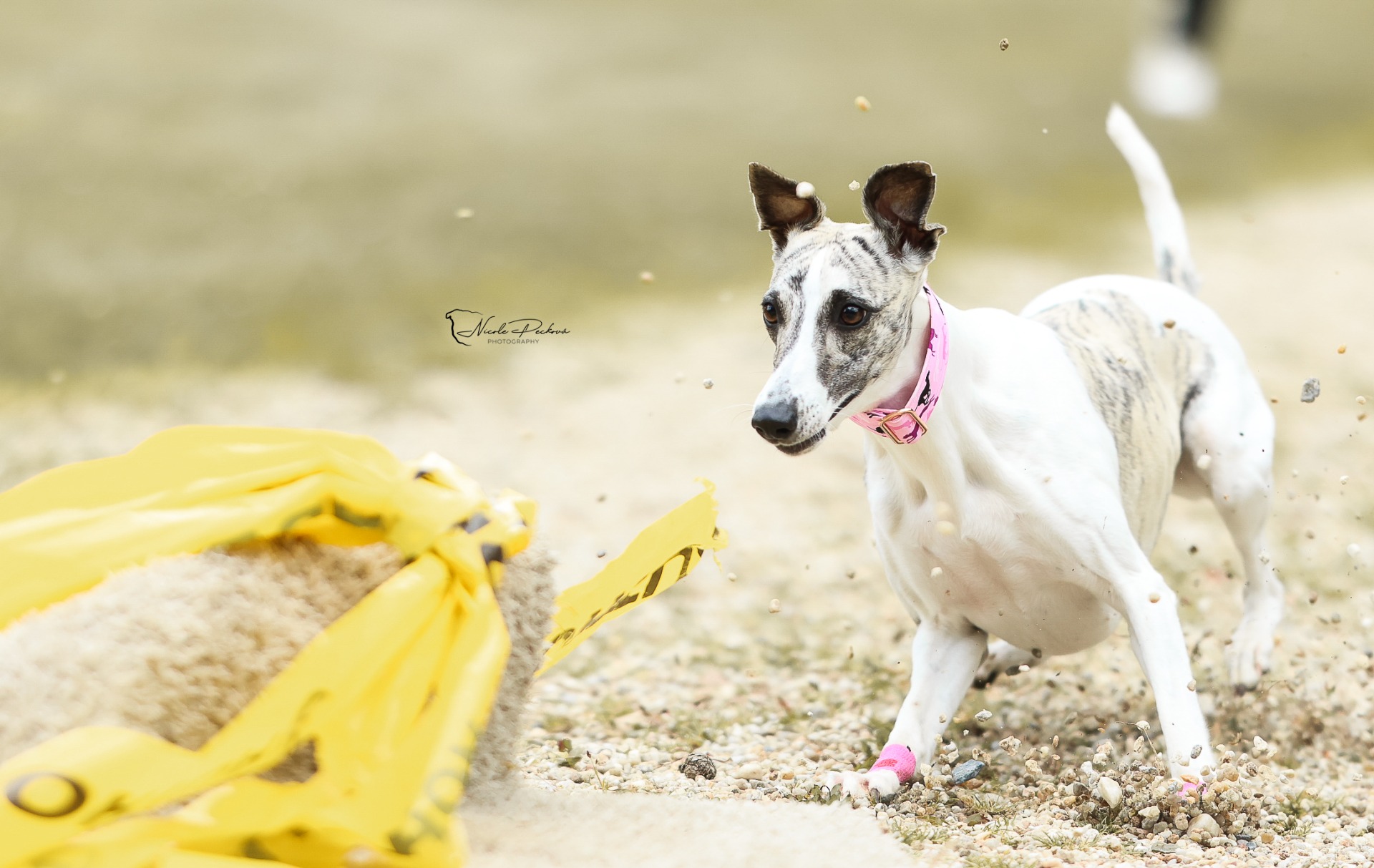 PIT BULL SHOW POHODA 2025